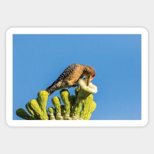 Male Gila Woodpecker Feeding On Cactus Blossom Sticker